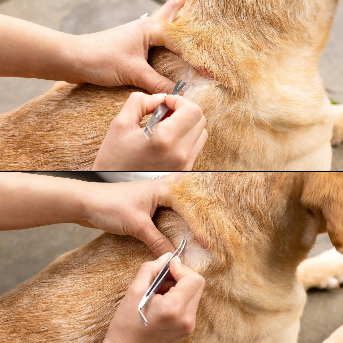 TWE PET TICK REMOVAL KIT