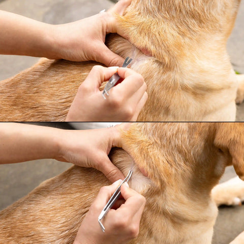 TWE PET TICK REMOVAL KIT