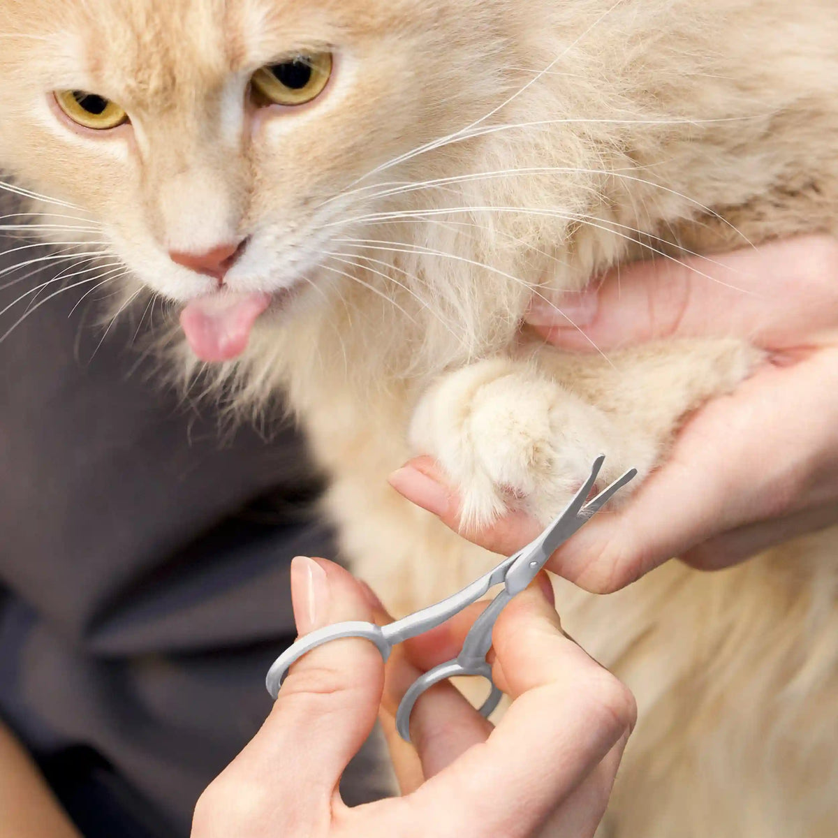 Pet Safety Tip Trimming Scissors